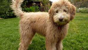 Coocapa, pumi a 8 viac nápojechových povoch s názovom názov